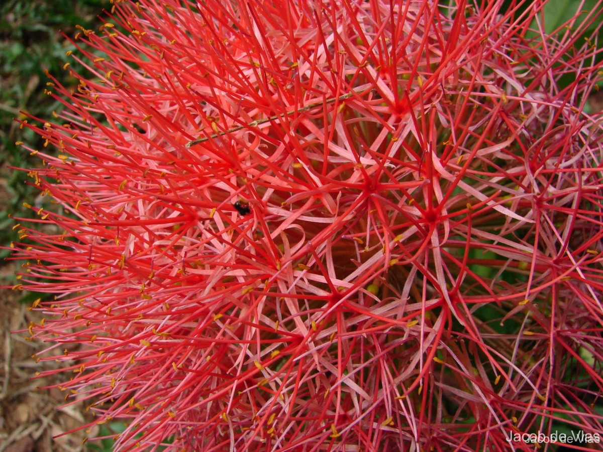 Scadoxus multiflorus (Martyn) Raf.